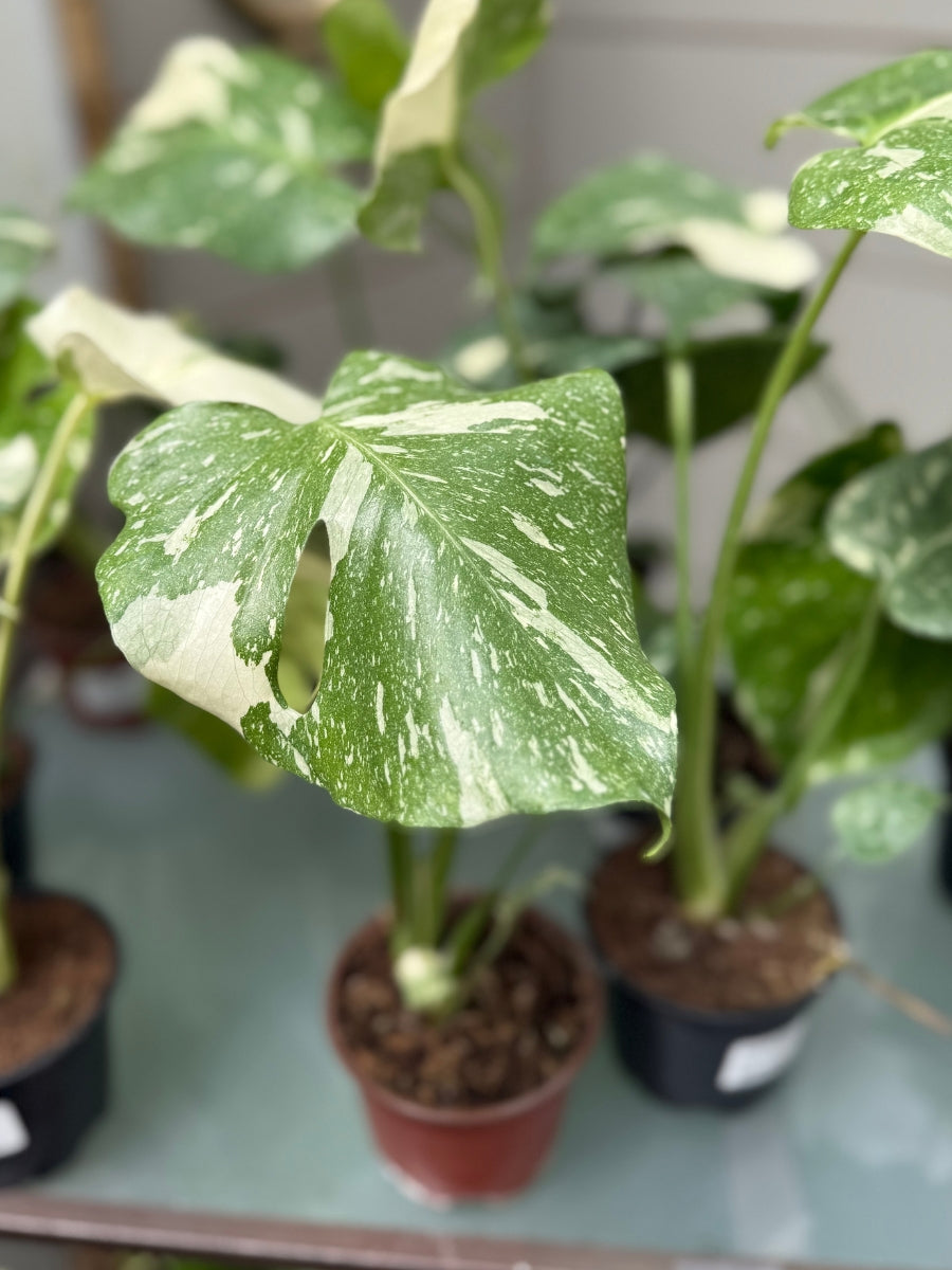 Monstera Deliciosa 'Thai Constellation'